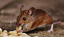 24 Hour & Emergency Exterminators in Rex, NC